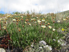 Dryas ajanensis