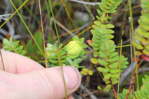 Image of Darwinia collina by (c) Em Lamond, some rights reserved (CC BY)