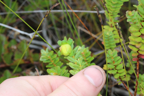 Image of Darwinia collina by (c) Em Lamond, some rights reserved (CC BY)