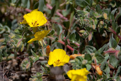 Camissoniopsis