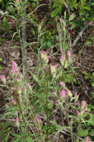 Castilleja rubra (Castilleja rubra)