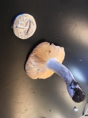Russula pseudotsugarum