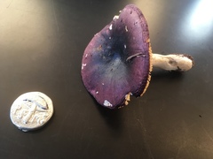 Russula pseudotsugarum