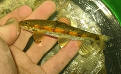 Torrent Sucker photo 4