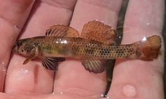 Riverweed Darter photo 3