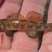 Riverweed Darter - Photo (c) maurer416, some rights reserved (CC BY-NC), uploaded by maurer416