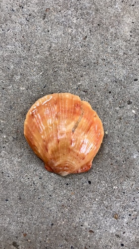 Digitate Thorny Oyster