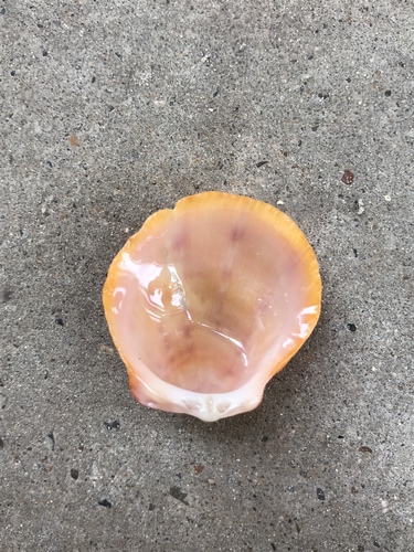 Digitate Thorny Oyster