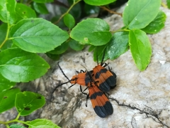 Calopteron terminale