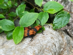 Calopteron terminale