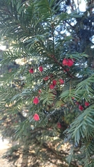 Taxus baccata