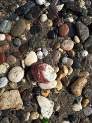 Spondylus gaederopus