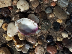 Spondylus gaederopus