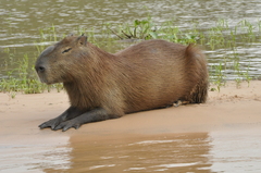 Capybara photo 5