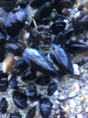 Mytilus californianus