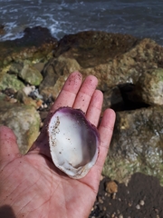 Spondylus gaederopus