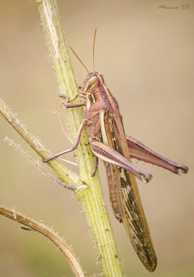 Langosta voladora desde San Francisco de Limache, Limache, Valparaíso, Chile el 26 de abril de