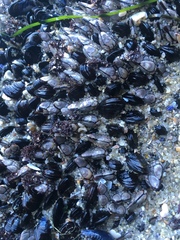 Mytilus californianus