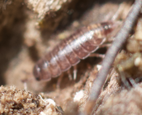 Riparian Woodlouse, 20 Sherwood Dr, Westport, CT 06880, USA, photo 8 of 10