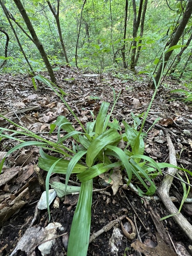 White bear sedge (Carex albursina)