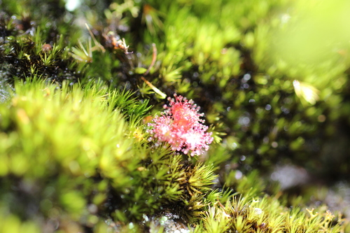 Drosera monticola