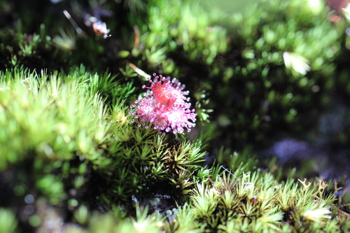 Drosera monticola