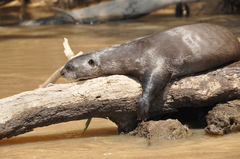 Giant Otter photo 2
