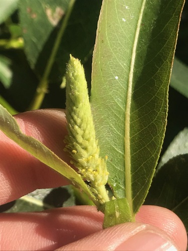 Pacific Willow