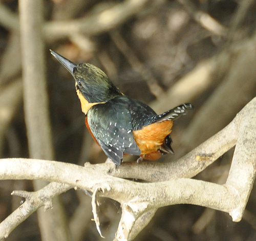 Green-and-rufous Kingfisher