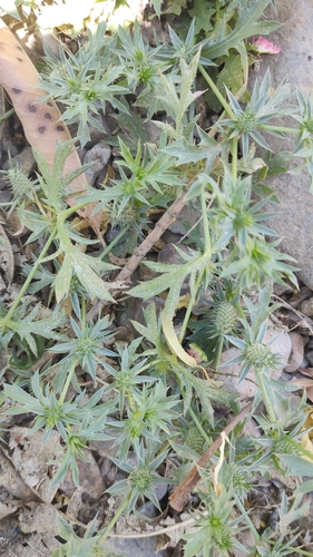 Image of Eryngium nasturtiifolium by no rights reserved