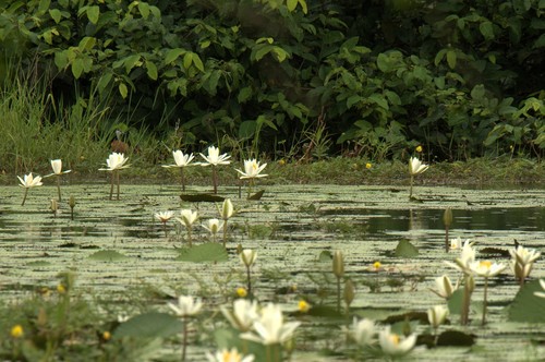 Nymphaea image