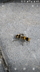 Hoplomutilla insignis