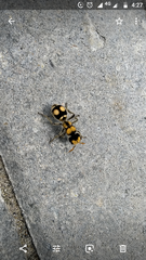 Hoplomutilla insignis