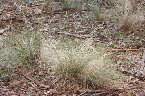 Poa labillardierei observed 2018-09-22