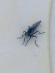 Asilidae