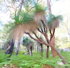 Xanthorrhoea malacophylla, photograph (c) Peter Crowcroft, some rights reserved (CC BY)