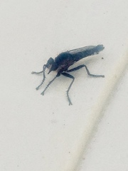 Asilidae