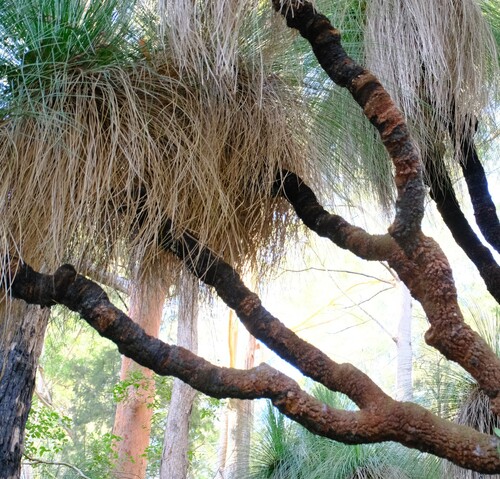 Image of Xanthorrhoea malacophylla by (c) Peter Crowcroft, some rights reserved (CC BY)