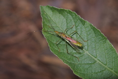 Leptocorisa acuta