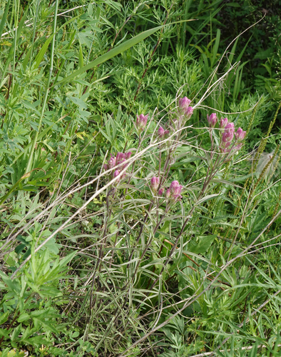 Castilleja rubra (Castilleja rubra)