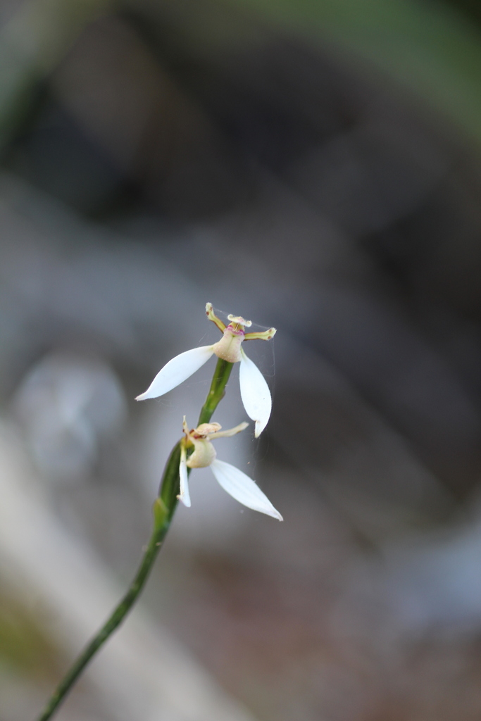 Eriochilus pulchellus
