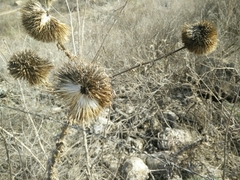 Echinops adenocaulos