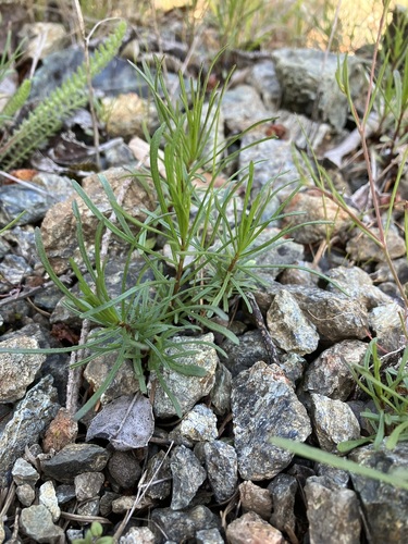 Image of Erigeron reductus by no rights reserved