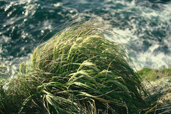 Chionochloa bromoides