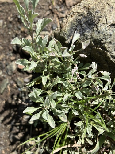 Image of Hesperevax sparsiflora by no rights reserved