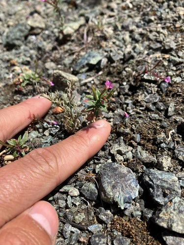 Image of Epilobium minutum by no rights reserved