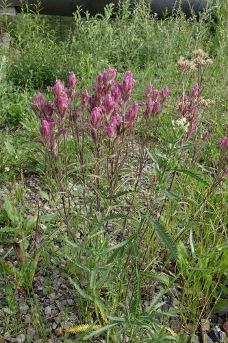 Castilleja rubra (Castilleja rubra)