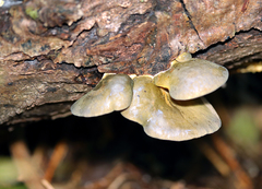 Sarcomyxa serotina image
