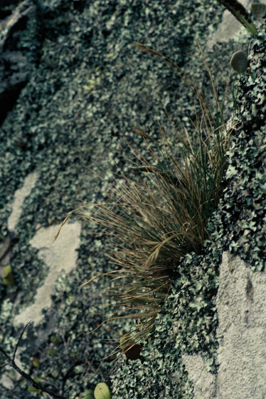 Cook Strait bristle grass