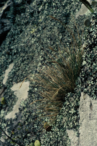 Rytidosperma petrosum